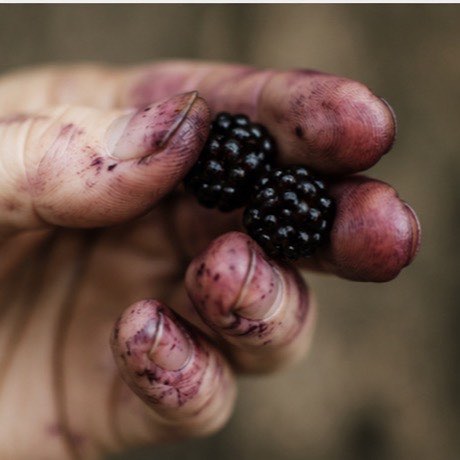 A juice-stained hand holding two freshly picked blackberries
